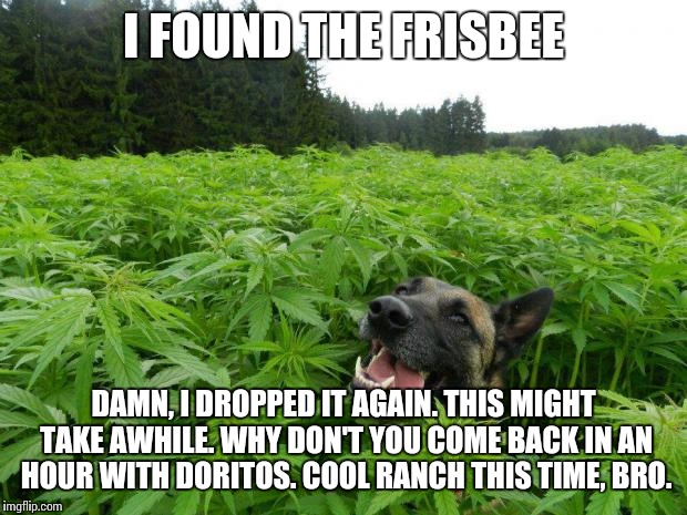 weed policedog | I FOUND THE FRISBEE; DAMN, I DROPPED IT AGAIN. THIS MIGHT TAKE AWHILE. WHY DON'T YOU COME BACK IN AN HOUR WITH DORITOS. COOL RANCH THIS TIME, BRO. | image tagged in weed policedog | made w/ Imgflip meme maker