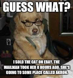 smart dog | GUESS WHAT? I SOLD THE CAT ON EBAY. THE MAILMAN TOOK HER 8 HOURS AGO. SHE'S GOING TO SOME PLACE CALLED AKRON. | image tagged in smart dog | made w/ Imgflip meme maker