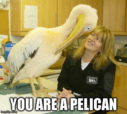 pelican stare | YOU ARE A PELICAN | image tagged in pelican stare | made w/ Imgflip meme maker