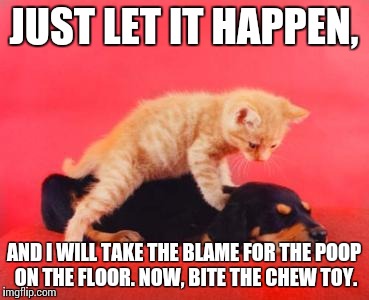 Free Massage | JUST LET IT HAPPEN, AND I WILL TAKE THE BLAME FOR THE POOP ON THE FLOOR. NOW, BITE THE CHEW TOY. | image tagged in free massage | made w/ Imgflip meme maker