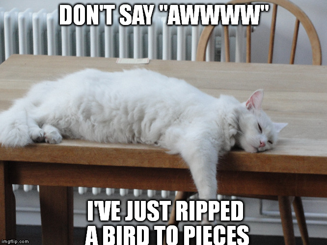 DON'T SAY "AWWWW"; I'VE JUST RIPPED A BIRD TO PIECES | image tagged in memes,cat | made w/ Imgflip meme maker