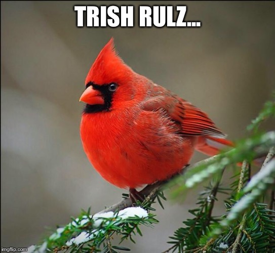 Gaycardinal | TRISH RULZ... | image tagged in gaycardinal | made w/ Imgflip meme maker