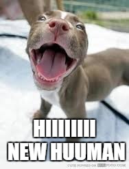 HIiiiiiiiii | HIIIIIIII NEW HUUMAN | image tagged in dogs,pitbull,happy dog,cute | made w/ Imgflip meme maker