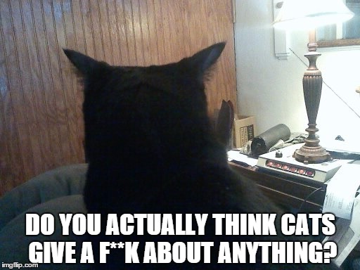 Do You Think Cats Care? | DO YOU ACTUALLY THINK CATS GIVE A F**K ABOUT ANYTHING? | image tagged in animals,cats | made w/ Imgflip meme maker