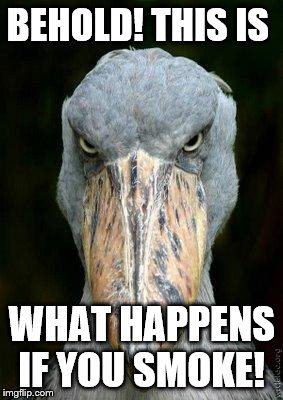 Scary bird | BEHOLD! THIS IS; WHAT HAPPENS IF YOU SMOKE! | image tagged in scary bird | made w/ Imgflip meme maker
