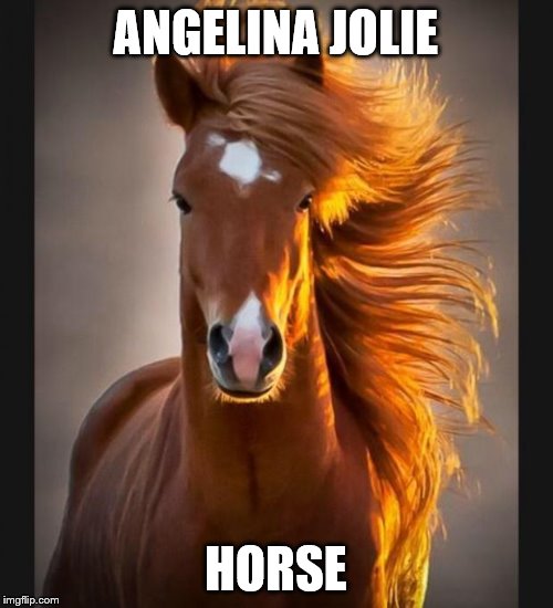 Horse | ANGELINA JOLIE; HORSE | image tagged in horse | made w/ Imgflip meme maker