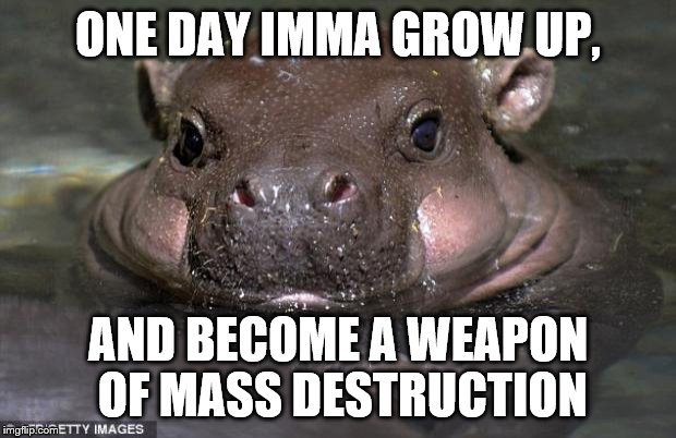 Baby Hippo | ONE DAY IMMA GROW UP, AND BECOME A WEAPON OF MASS DESTRUCTION | image tagged in baby hippo | made w/ Imgflip meme maker