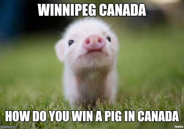 Win a pig | WINNIPEG CANADA; HOW DO YOU WIN A PIG IN CANADA | image tagged in piglet,canada,funny memes | made w/ Imgflip meme maker
