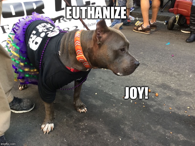 JOY! EUTHANIZE | image tagged in euthanize joy | made w/ Imgflip meme maker