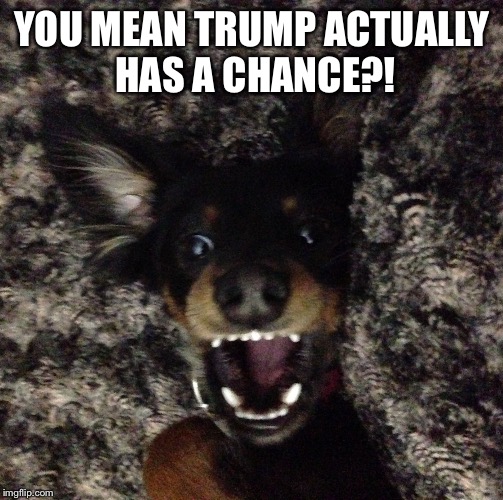 YOU MEAN TRUMP ACTUALLY HAS A CHANCE?! | image tagged in scared dog | made w/ Imgflip meme maker