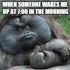 mad monkey | WHEN SOMEONE WAKES ME UP AT 7:00 IN THE MORNING | image tagged in mad monkey | made w/ Imgflip meme maker