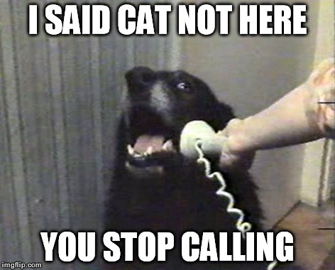 hello this is dog | I SAID CAT NOT HERE; YOU STOP CALLING | image tagged in hello this is dog | made w/ Imgflip meme maker