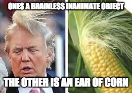 Who Wore It Better | ONES A BRAINLESS INANIMATE OBJECT; THE OTHER IS AN EAR OF CORN | image tagged in who wore it better,donald trump,trump,donald trumph hair | made w/ Imgflip meme maker