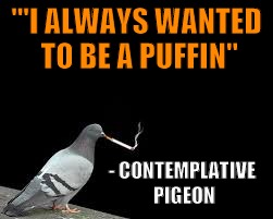 Contemplative Pigeon | "'I ALWAYS WANTED TO BE A PUFFIN"; - CONTEMPLATIVE PIGEON | image tagged in pigeon,philosophy,funny | made w/ Imgflip meme maker