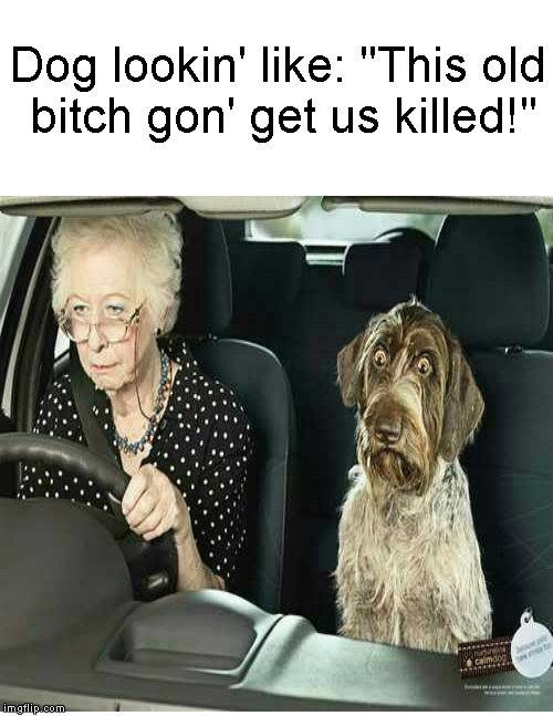 Stressed out dog.... | Dog lookin' like: "This old bitch gon' get us killed!" | image tagged in funny memes,dog,old lady,driving,meme,memes | made w/ Imgflip meme maker