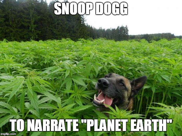 weed policedog | SNOOP DOGG; TO NARRATE "PLANET EARTH" | image tagged in weed policedog | made w/ Imgflip meme maker