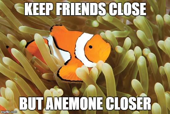 Science | KEEP FRIENDS CLOSE; BUT ANEMONE CLOSER | image tagged in science,fish | made w/ Imgflip meme maker