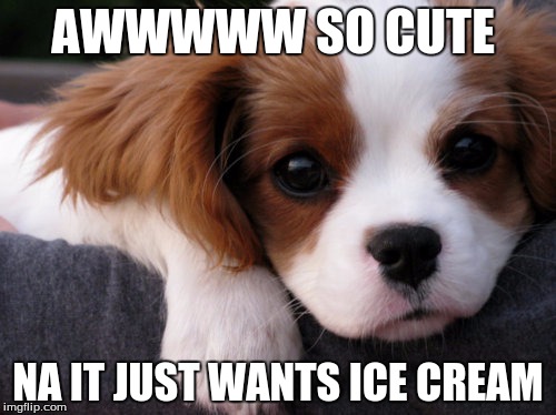 AWWWWW SO CUTE; NA IT JUST WANTS ICE CREAM | image tagged in cute puppy | made w/ Imgflip meme maker