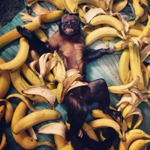 monkey bananas Blank Meme Template