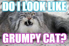 DO I LOOK LIKE; GRUMPY CAT? | image tagged in grumpy cat | made w/ Imgflip meme maker