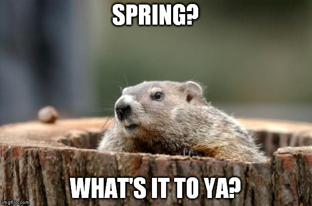 Groundhog | SPRING? WHAT'S IT TO YA? | image tagged in groundhog | made w/ Imgflip meme maker