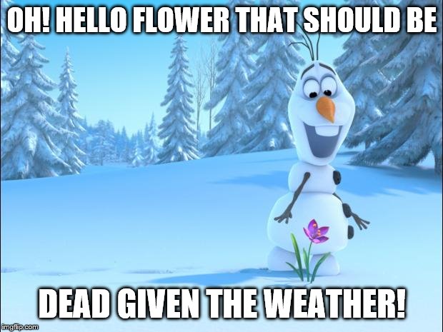 frozen by disney | OH! HELLO FLOWER THAT SHOULD BE; DEAD GIVEN THE WEATHER! | image tagged in frozen by disney | made w/ Imgflip meme maker