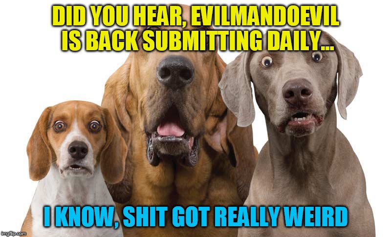 DID YOU HEAR, EVILMANDOEVIL IS BACK SUBMITTING DAILY... I KNOW, SHIT GOT REALLY WEIRD | made w/ Imgflip meme maker