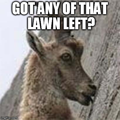 IMGFLIP 10 Guy Goat | GOT ANY OF THAT LAWN LEFT? | image tagged in imgflip 10 guy goat | made w/ Imgflip meme maker