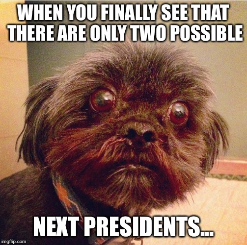 Bearytails  | WHEN YOU FINALLY SEE THAT THERE ARE ONLY TWO POSSIBLE; NEXT PRESIDENTS... | image tagged in iowa,caucus,presidential race,funny,dog,funny dogs | made w/ Imgflip meme maker