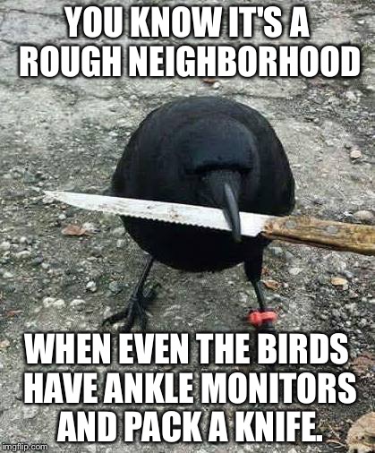 Thug Life Crow | YOU KNOW IT'S A ROUGH NEIGHBORHOOD; WHEN EVEN THE BIRDS HAVE ANKLE MONITORS AND PACK A KNIFE. | image tagged in thug life crow | made w/ Imgflip meme maker