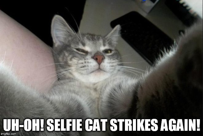 Selfie Cat | UH-OH! SELFIE CAT STRIKES AGAIN! | image tagged in selfie cat | made w/ Imgflip meme maker