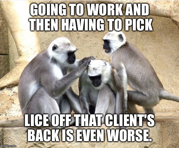 GOING TO WORK AND THEN HAVING TO PICK LICE OFF THAT CLIENT'S BACK IS EVEN WORSE. | image tagged in white headed monkeys | made w/ Imgflip meme maker