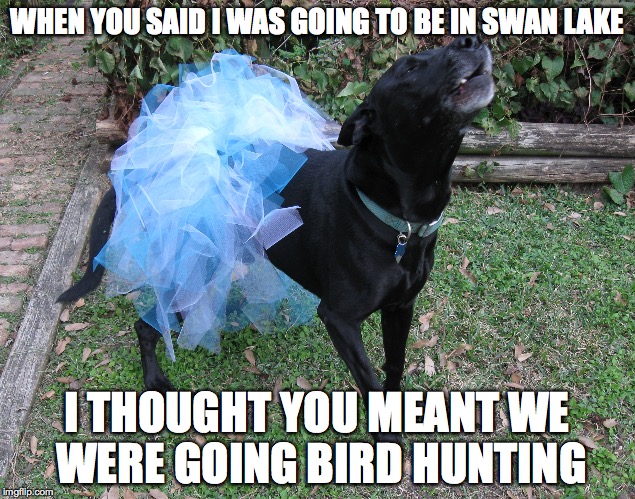 My Bros better not see this | WHEN YOU SAID I WAS GOING TO BE IN SWAN LAKE; I THOUGHT YOU MEANT WE WERE GOING BIRD HUNTING | image tagged in dog,tutu,memes | made w/ Imgflip meme maker