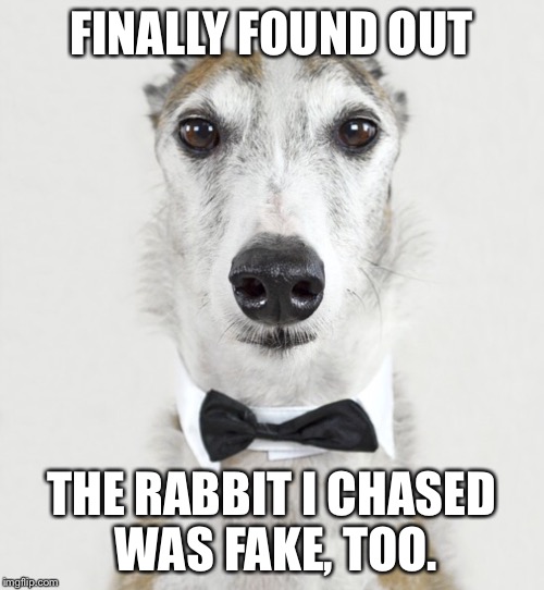 GREYHOUND | FINALLY FOUND OUT THE RABBIT I CHASED WAS FAKE, TOO. | image tagged in greyhound | made w/ Imgflip meme maker