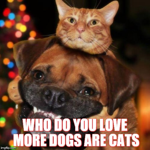 dogs an cats | WHO DO YOU LOVE MORE DOGS ARE CATS | image tagged in dogs an cats | made w/ Imgflip meme maker