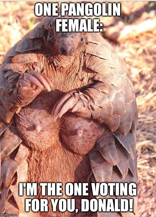 ONE PANGOLIN FEMALE: I'M THE ONE VOTING FOR YOU, DONALD! | image tagged in pangolin | made w/ Imgflip meme maker