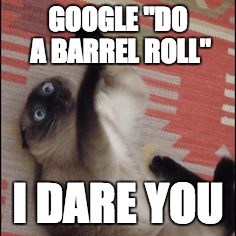 Do a Barrel Roll | GOOGLE "DO A BARREL ROLL"; I DARE YOU | image tagged in google,do a barrel roll,crazy cat,funny meme | made w/ Imgflip meme maker