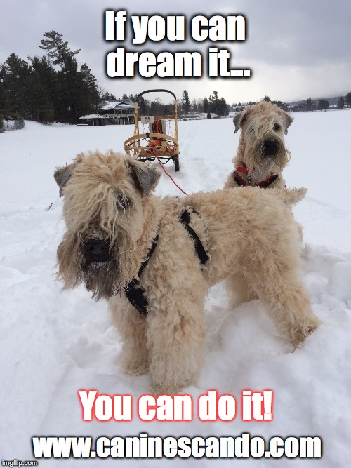 If you can dream it... You can do it! www.caninescando.com | made w/ Imgflip meme maker