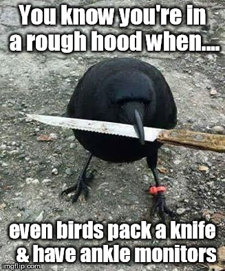 The East Side | You know you're in a rough hood when.... even birds pack a knife 
& have ankle monitors | image tagged in wrong neighborhood,crow,knife | made w/ Imgflip meme maker