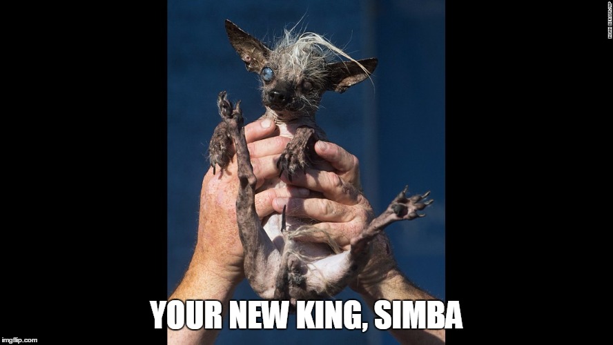 YOUR NEW KING, SIMBA | image tagged in simba | made w/ Imgflip meme maker