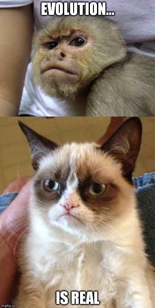 Grumpy face came from apes...  | EVOLUTION... IS REAL | image tagged in grumpy cat | made w/ Imgflip meme maker