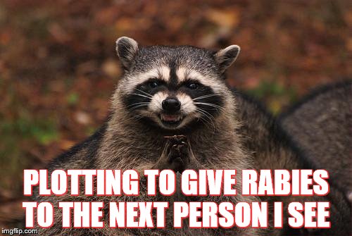 raccon | PLOTTING TO GIVE RABIES TO THE NEXT PERSON I SEE | image tagged in raccon | made w/ Imgflip meme maker