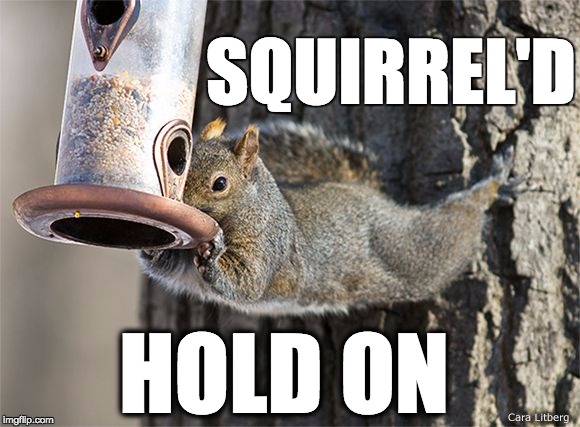 Squirrel'd (World) Hold On | SQUIRREL'D; HOLD ON | image tagged in squirrel'd,hold on,world | made w/ Imgflip meme maker