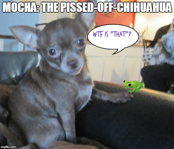 Mocha: The Pissed-Off-Chihuahua | MOCHA: THE PISSED-OFF-CHIHUAHUA | image tagged in funny dogs,funny,funny memes,memes,funny chihuahua | made w/ Imgflip meme maker
