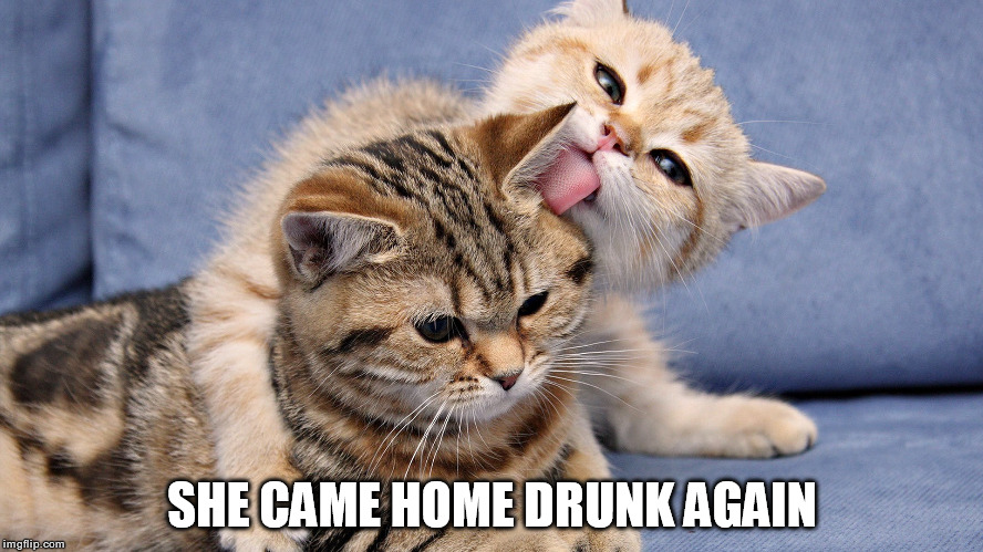 Drunk Again | SHE CAME HOME DRUNK AGAIN | image tagged in cats | made w/ Imgflip meme maker