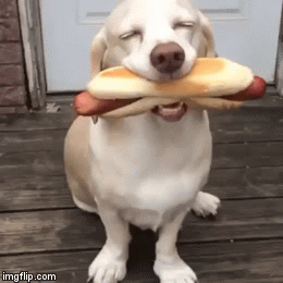 Very Happy Dog With The Hot Dog Imgflip