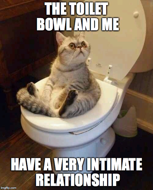 Toilet cat | THE TOILET BOWL AND ME; HAVE A VERY INTIMATE RELATIONSHIP | image tagged in toilet cat | made w/ Imgflip meme maker