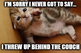 Sad Kitten Goodbye | I'M SORRY I NEVER GOT TO SAY... I THREW UP BEHIND THE COUCH | image tagged in sad kitten goodbye | made w/ Imgflip meme maker