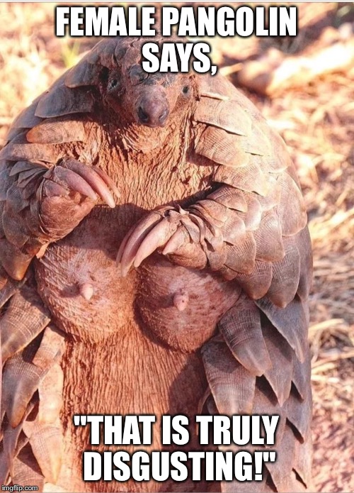 FEMALE PANGOLIN SAYS, "THAT IS TRULY DISGUSTING!" | image tagged in pangolin | made w/ Imgflip meme maker