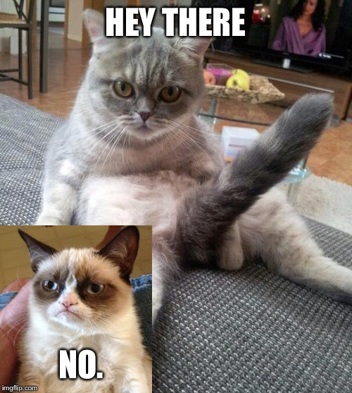 Sexy Cat Meme | HEY THERE; NO. | image tagged in memes,sexy cat | made w/ Imgflip meme maker